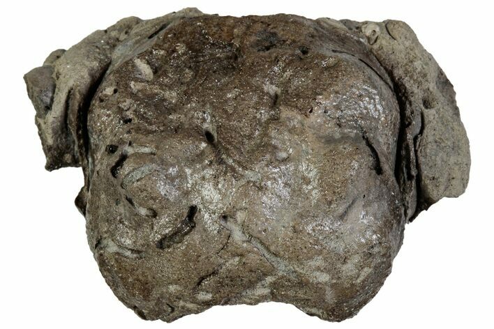 Cretaceous Crab (Dakoticaucer) Fossil - Mississippi #315748